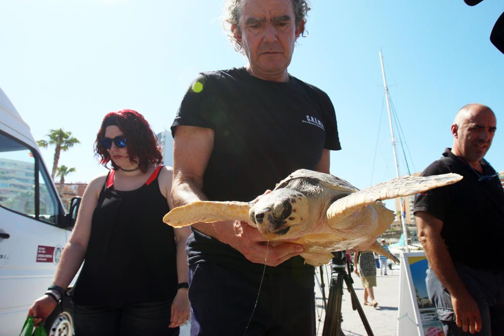 El animal ha permanecido un año en las instalaciones del Aula del Mar de Málaga recuperándose de sus heridas, hasta su completo restablecimiento