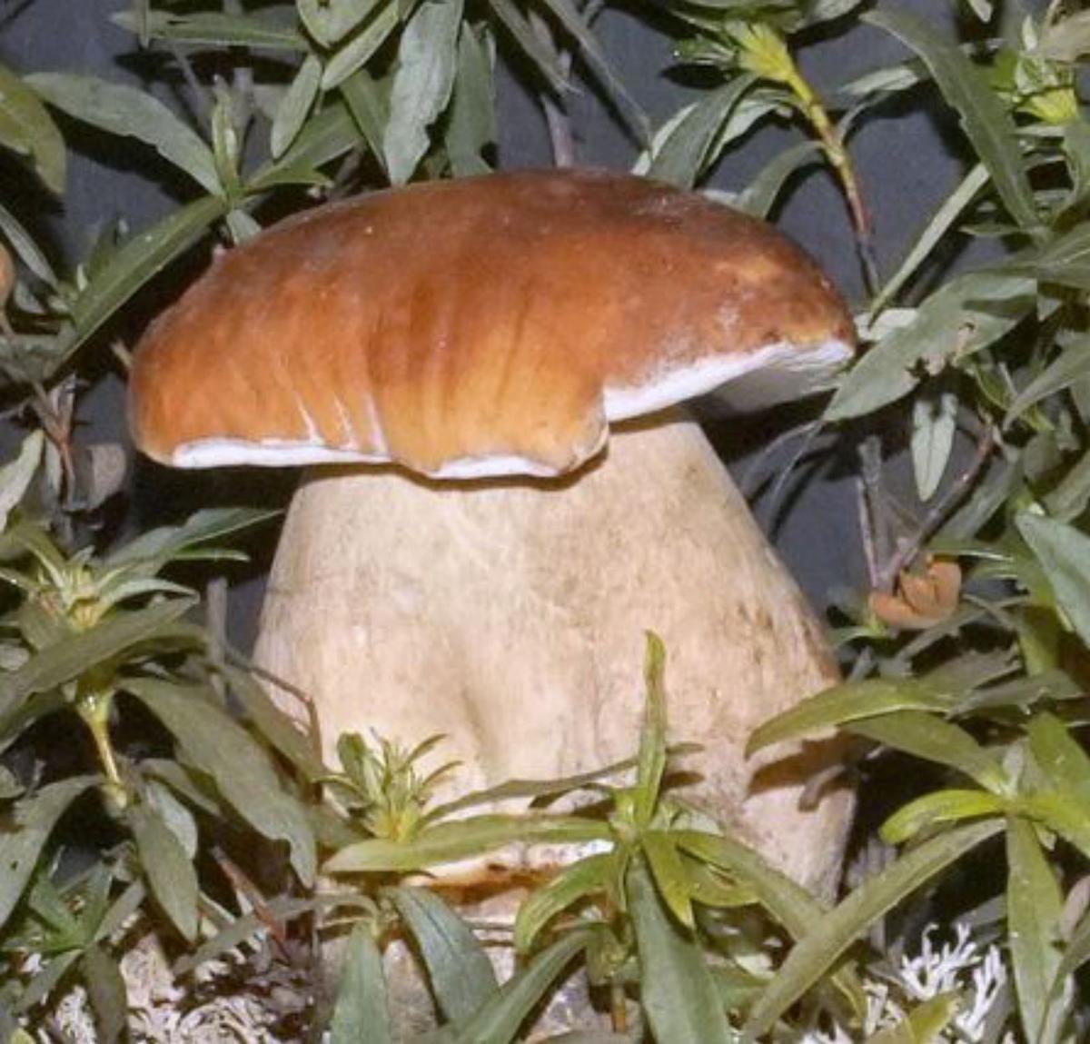 Rabanales forma a chefs en nuevas aplicaciones culinarias de las setas silvestres