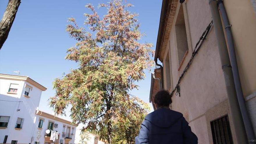 «Las ramas del árbol llegan al tejado y las hojas se cuelan en la bajante del agua»