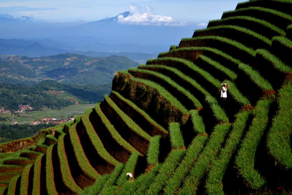 Un agricultor en cultivo de cebolla en las laderas del Monte Cereme, Majalengka, Java Occidental, Indonesia.