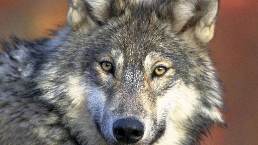 Asturias confía en que Ribera permita eliminar dos lobos en los Picos de Europa