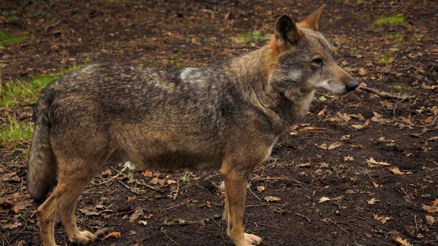 Expertos avisan de que el censo de lobos de la Xunta deja fuera un 40% de ejemplares