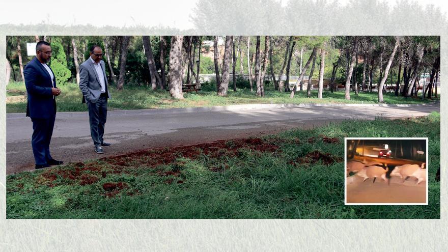 Vila-real estudia aplicar medidas antijabalís en suelo municipal al no poder usar aún jaulas trampa