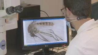 Alerta por el virus del Nilo en Castilblanco de los Arroyos