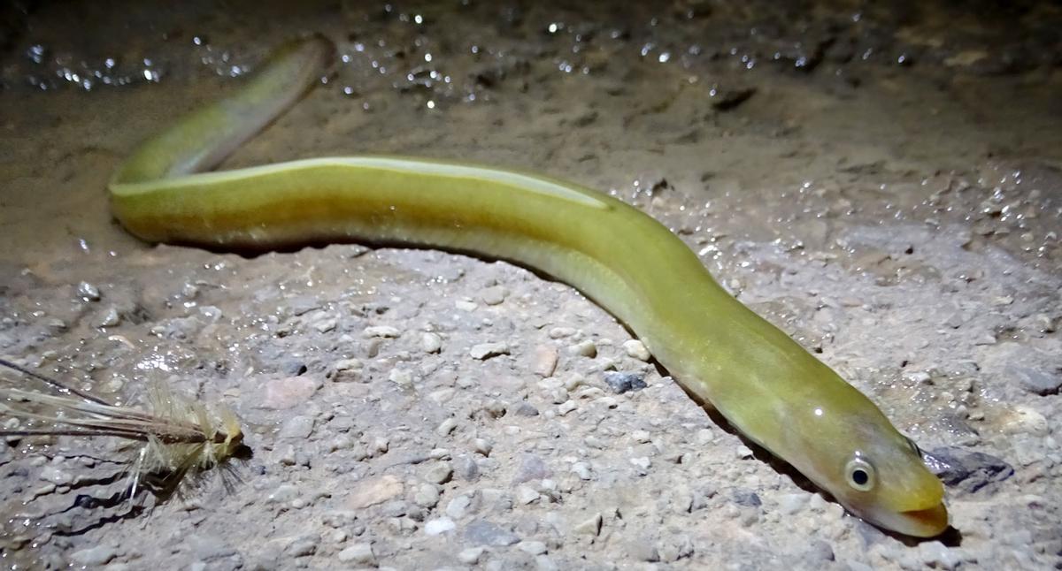 La anguila se encuentra en grave peligro de extinción