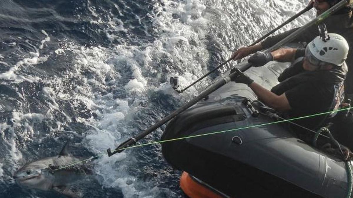 Greenpeace la vuelve a tomar con la pesca gallega y roba las artes de dos palangreros. |