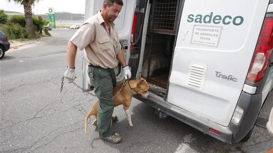 Sadeco recoge seis perros abandonados en 24 horas