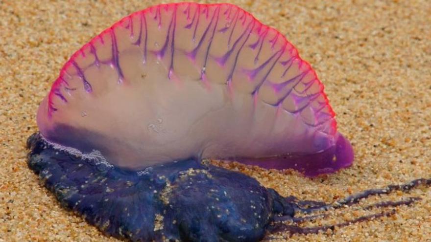 &quot;Carabela Portuguesa&quot;, la no-medusa cuyo veneno puede causar la muerte