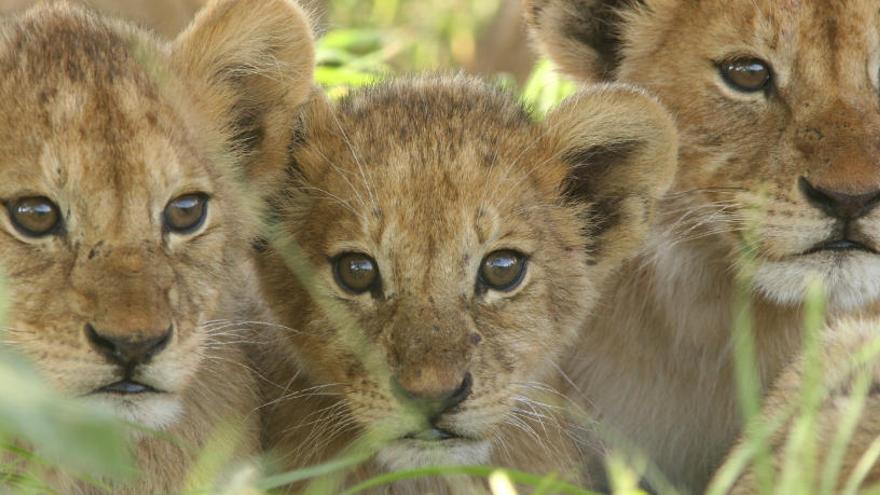 Tres cachorros de león, en una reserva de Kenia.