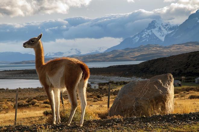 Más guanacos