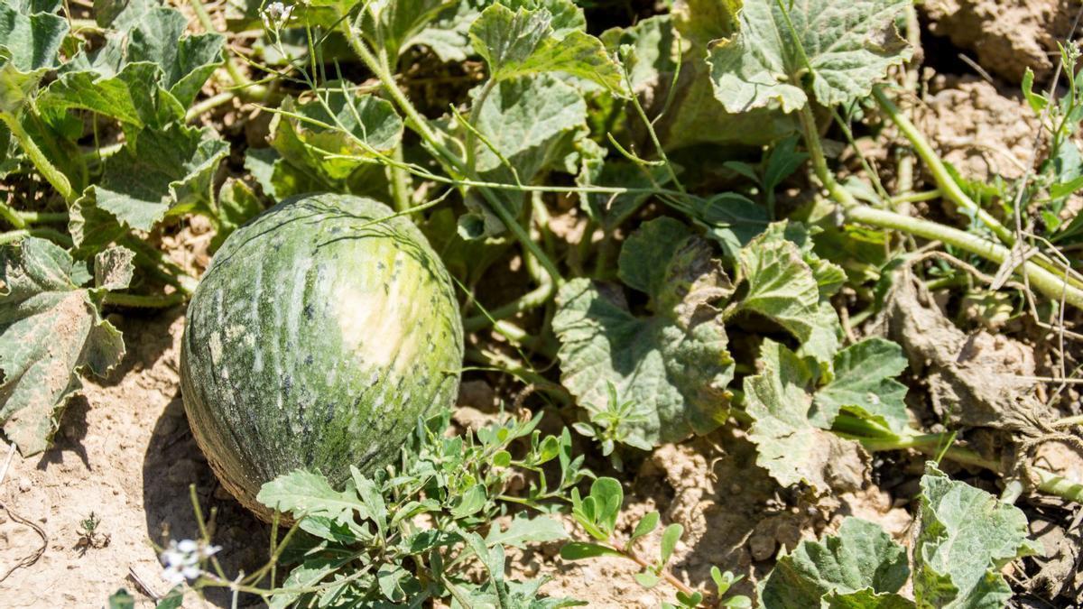 La disponibilidad de herramientas fitosanitarias es cada vez más limitada.