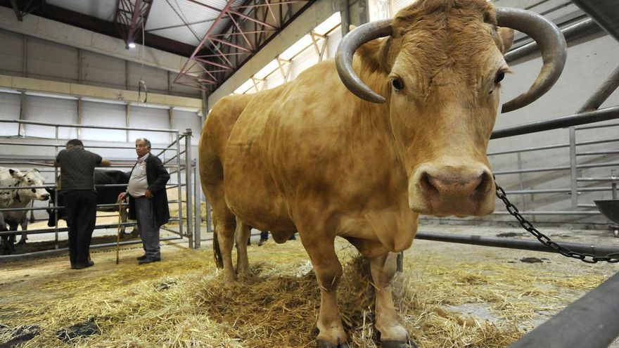 El ejemplar mejor pagado este martes fue esta vaca rubia: 7.227 euros.