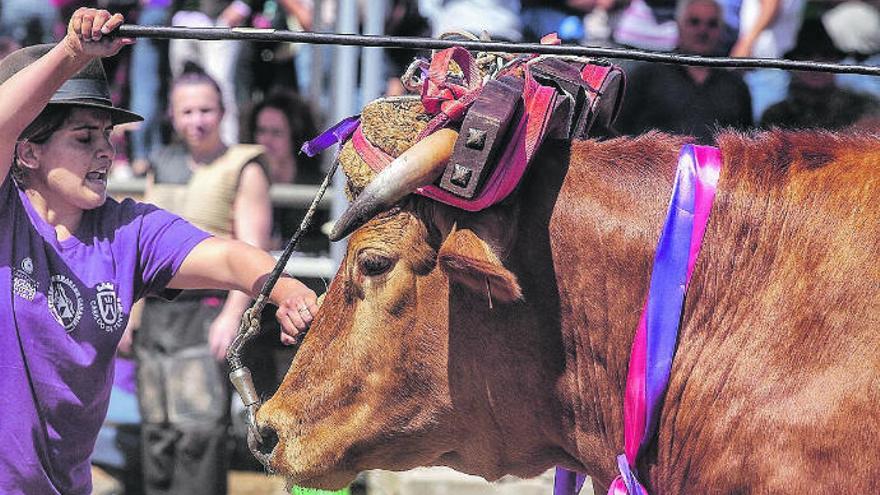 Un ejemplar de ganado basto en un festejo celebrado en la Casa del Ganadero de La Laguna.