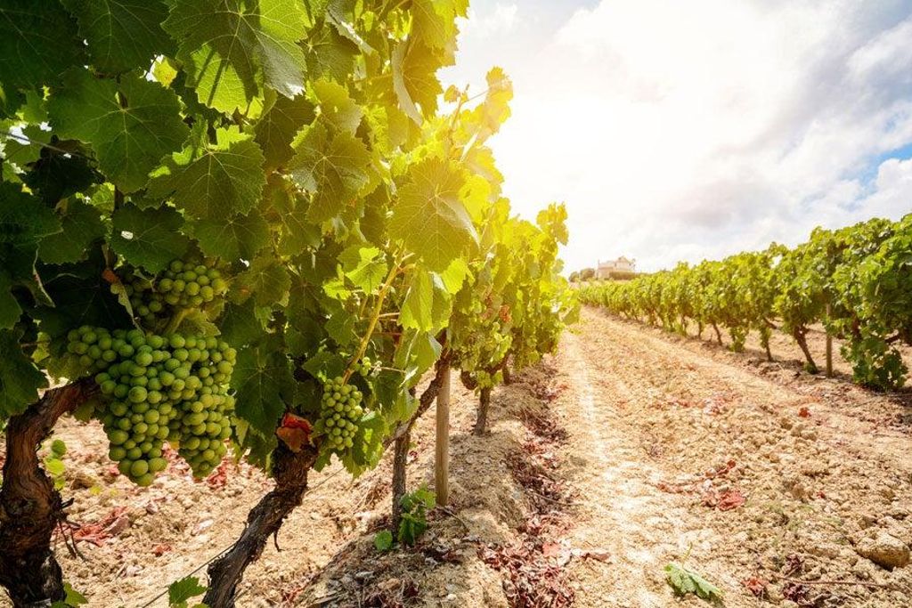 Viñedos en La Rioja