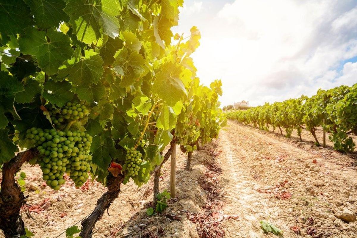 Viñedos en La Rioja