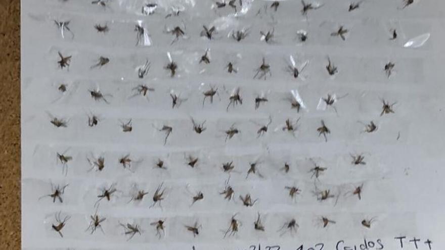 Una plaga de mosquitos tortura a agentes y detenidos en el cuartel de la Guardia Civil de Alfafar