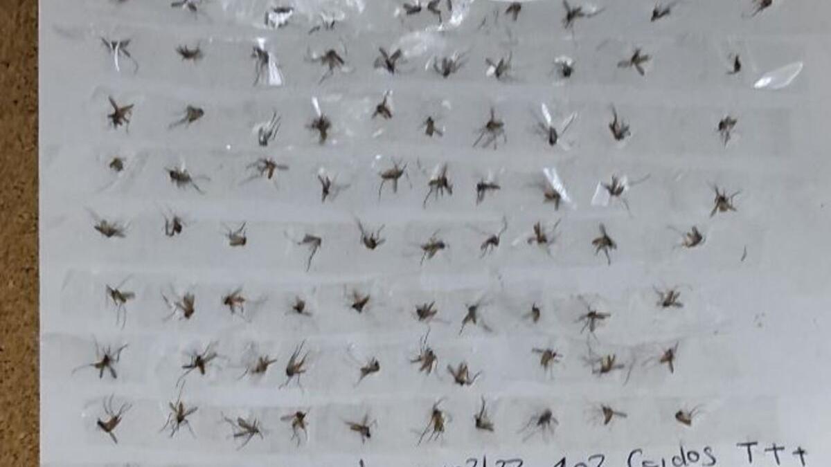 Mosquitos matados en una tarde por los agewntes de la guardia civil.