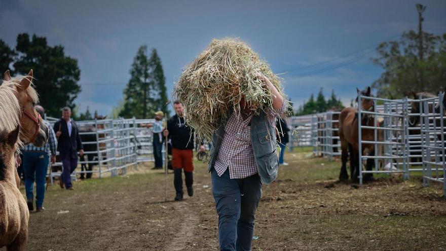 Todas las imágenes de San Isidro en Llanera, con buenas operaciones de caprino y un rebaño que se vendió por 9.500 euros