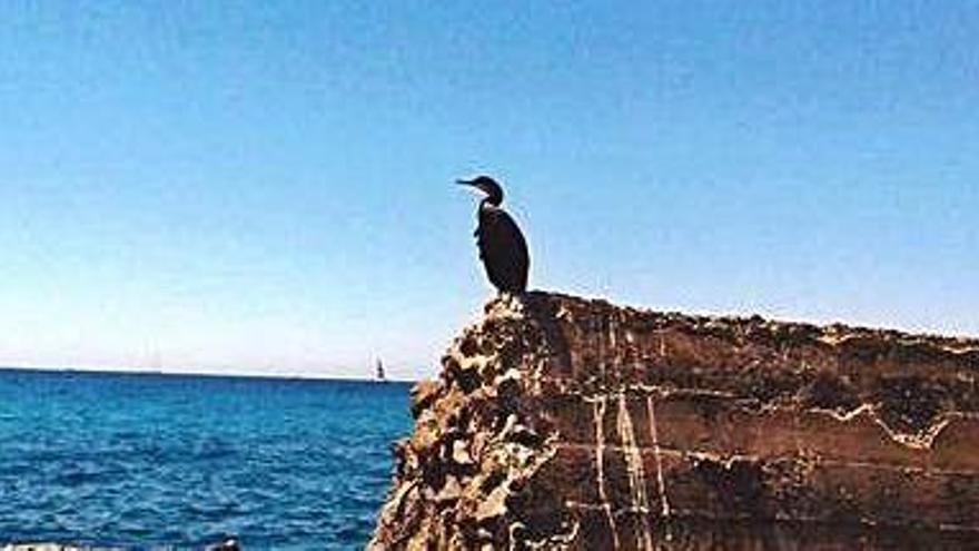 Cormorán