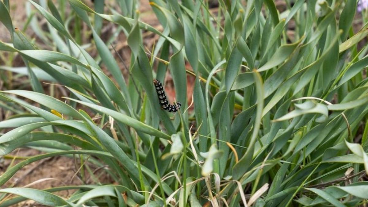 Una oruga cebra en uno de los sistemas dunares de las playas de Castelldefels.