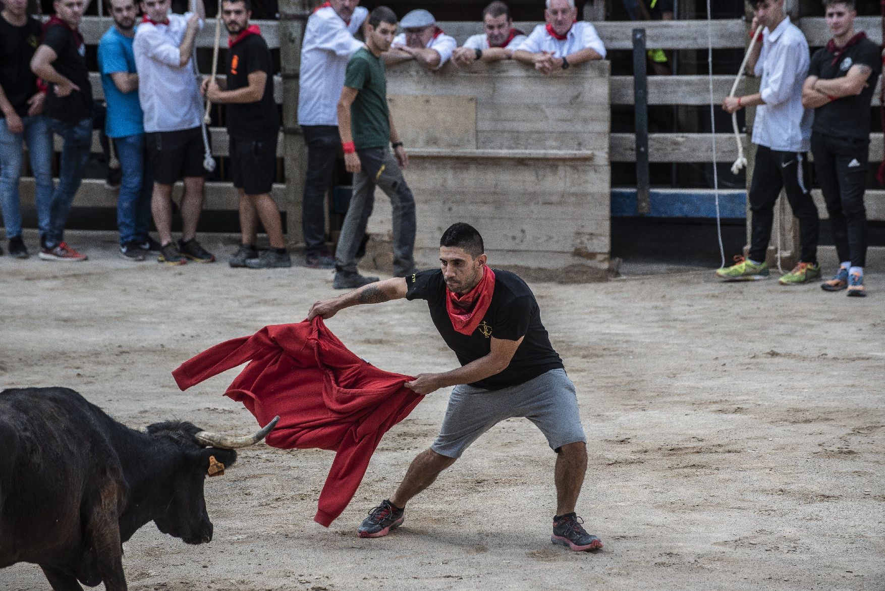 Corre de bous de Cardona