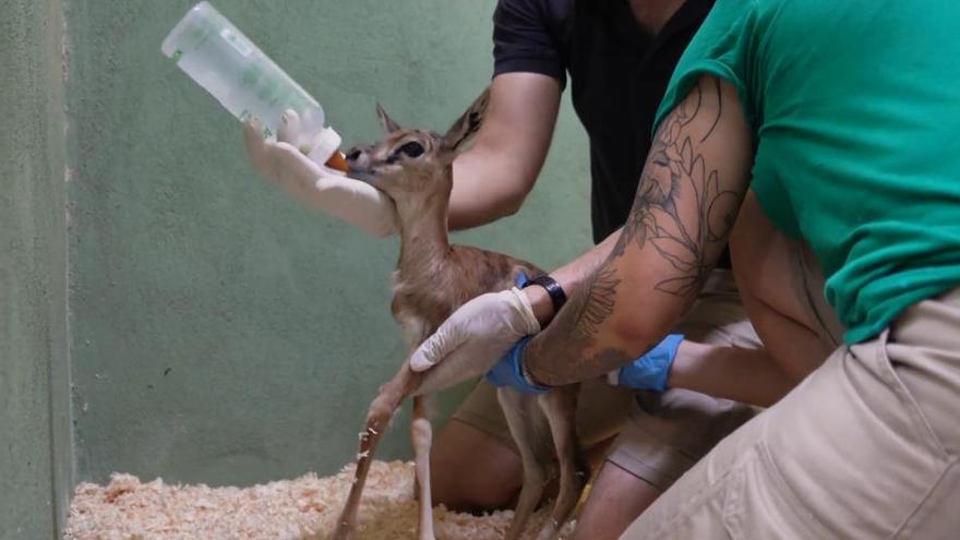 Nace una cría de gacela Thompson en el Bioparc