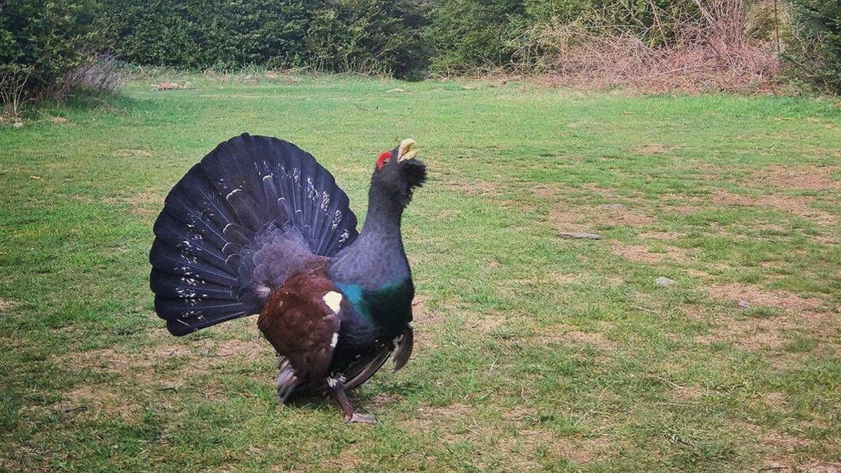 Macho de urogallo en celo