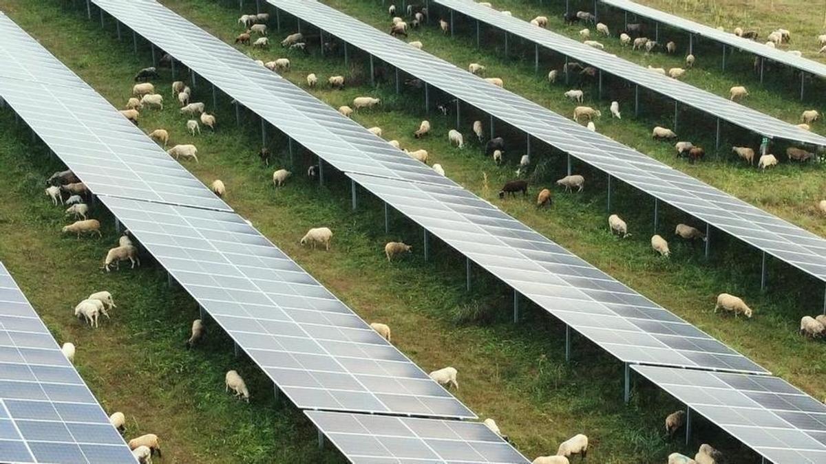 Placas fotovoltaicas con ovejas en su entorno.