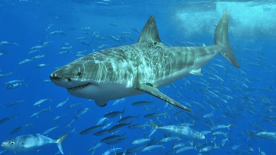 ¿Por qué los tiburones y rayas se dirigen hacia la extinción? Piden medidas urgentes