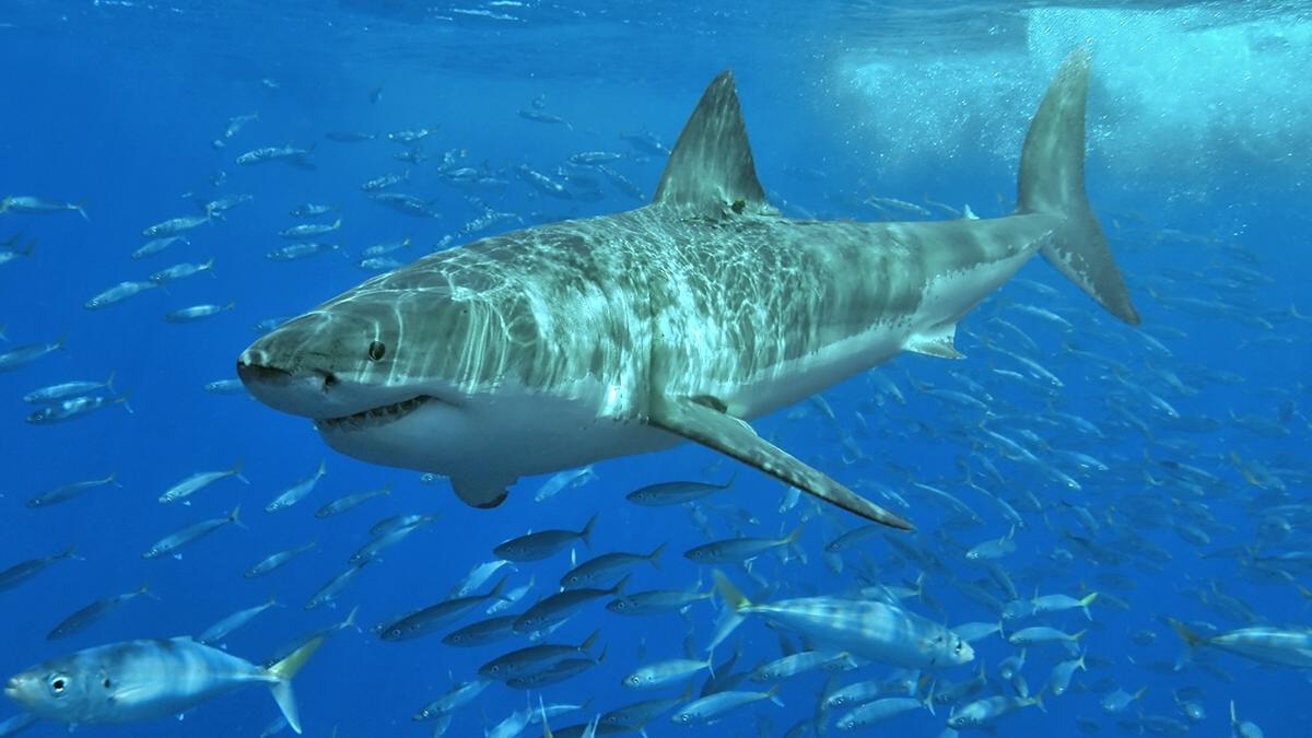 Gran tiburón blanco.