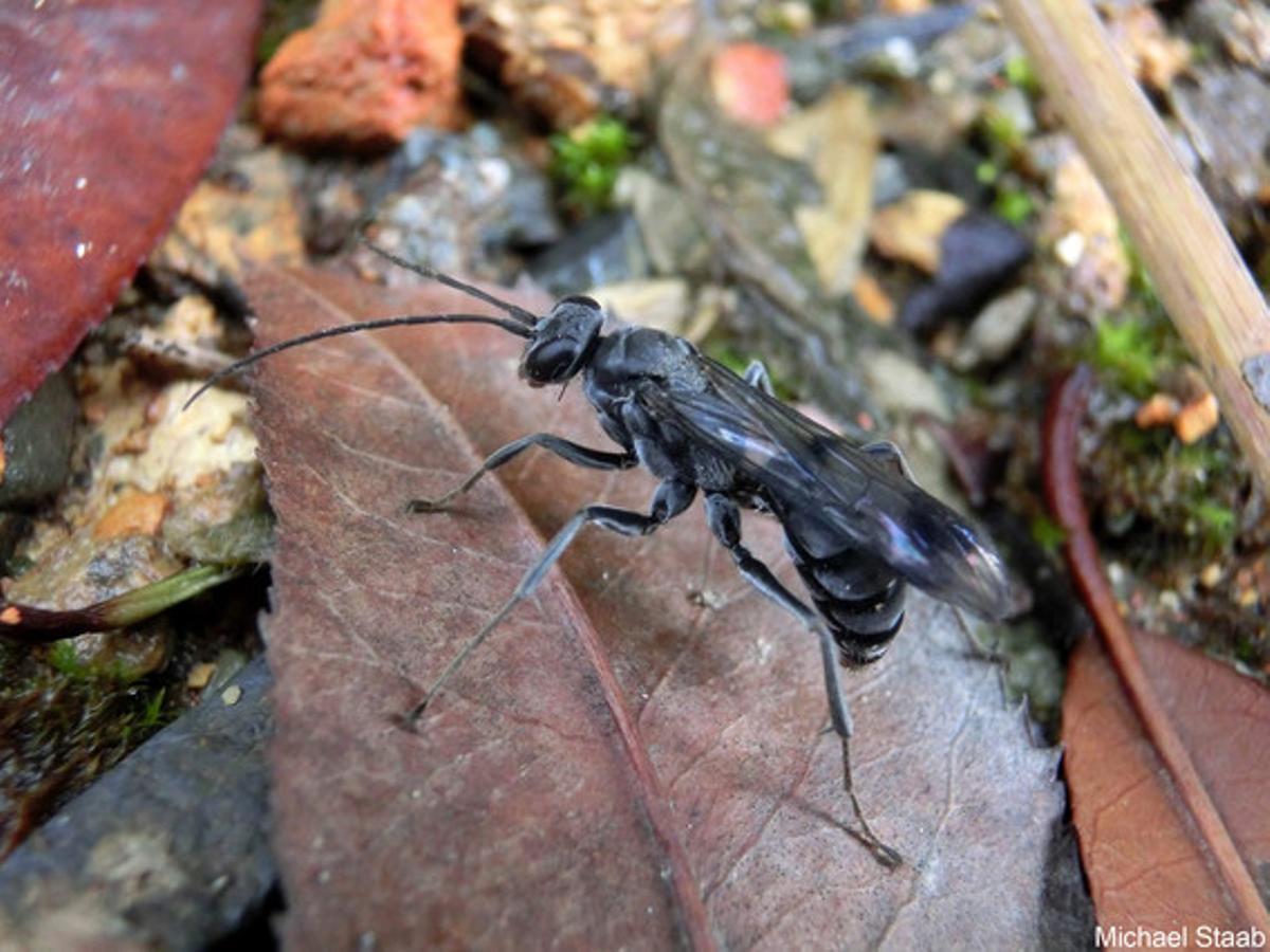 ’Deuteragenia ossarium’ és una vespa, trobada a la reserva natural de Gutinashan (Xina), fa uns 15 mm de longitud i construeix nius en tiges buides que separa en diverses seccions amb parets. A cada una de les seccions la vespa pon un ou i hi diposita una aranya que servirà d’aliment a la cria. L’última de les cel·les del niu l’omple amb formigues mortes que creen una barrera química per prevenir la presència de depredadors.