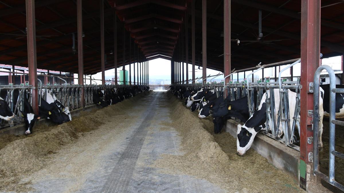 Una granja de vaques de Vilobí d'Onyar que fa biogàs