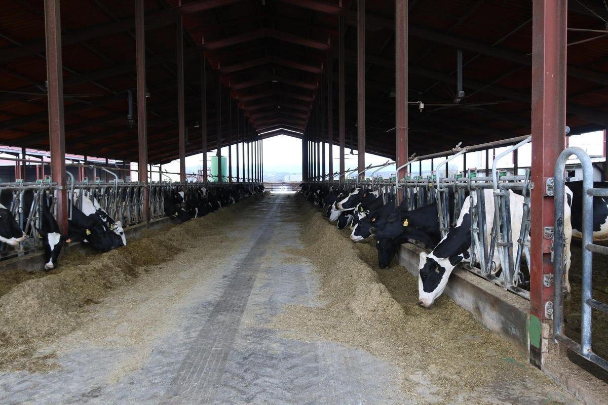 Una granja de vaques de Vilobí d'Onyar que fa biogàs