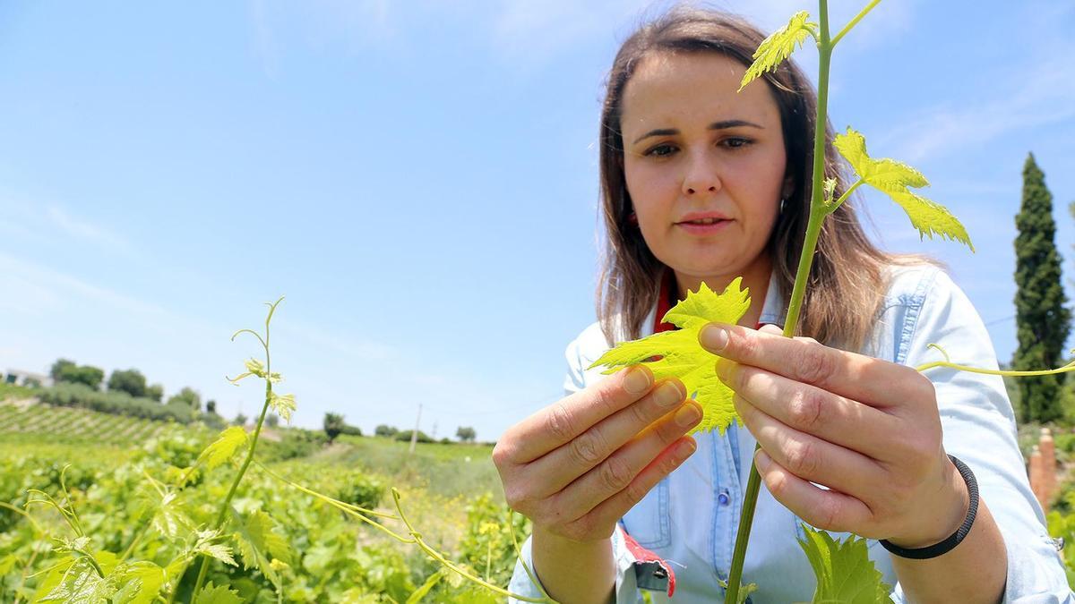 La ingeniera agrónoma Ángela Portero inspecciona una hoja de vid en un viñedo de la zona Montilla-Moriles.