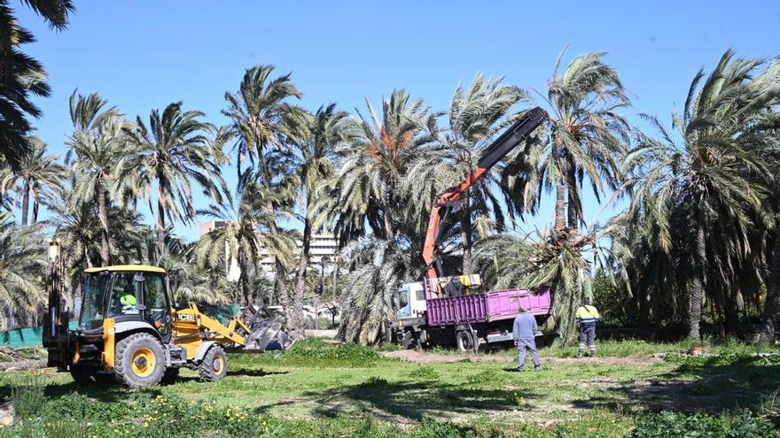 Así ha sido la caída de una palmera en el Huerto del Bosquet en Elche