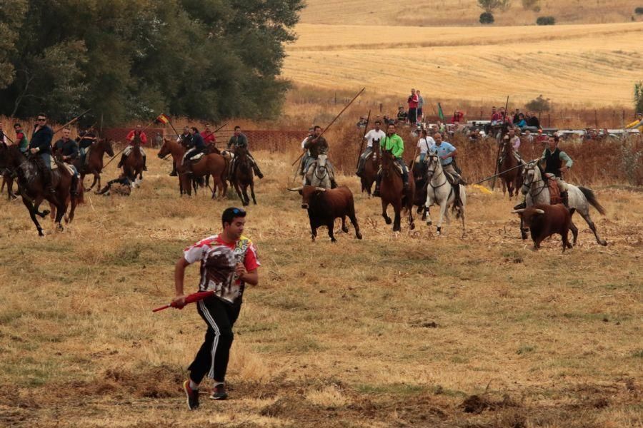 Encierro en San Miguel de la Ribera