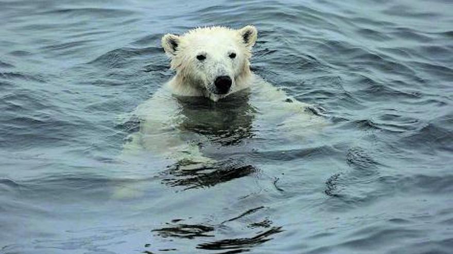 Oso polar que se acerca a nuestro barco. 