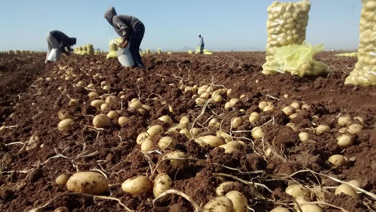 Cultivo de patatas