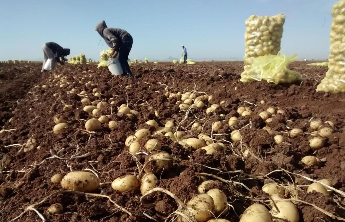 Cultivo de patatas