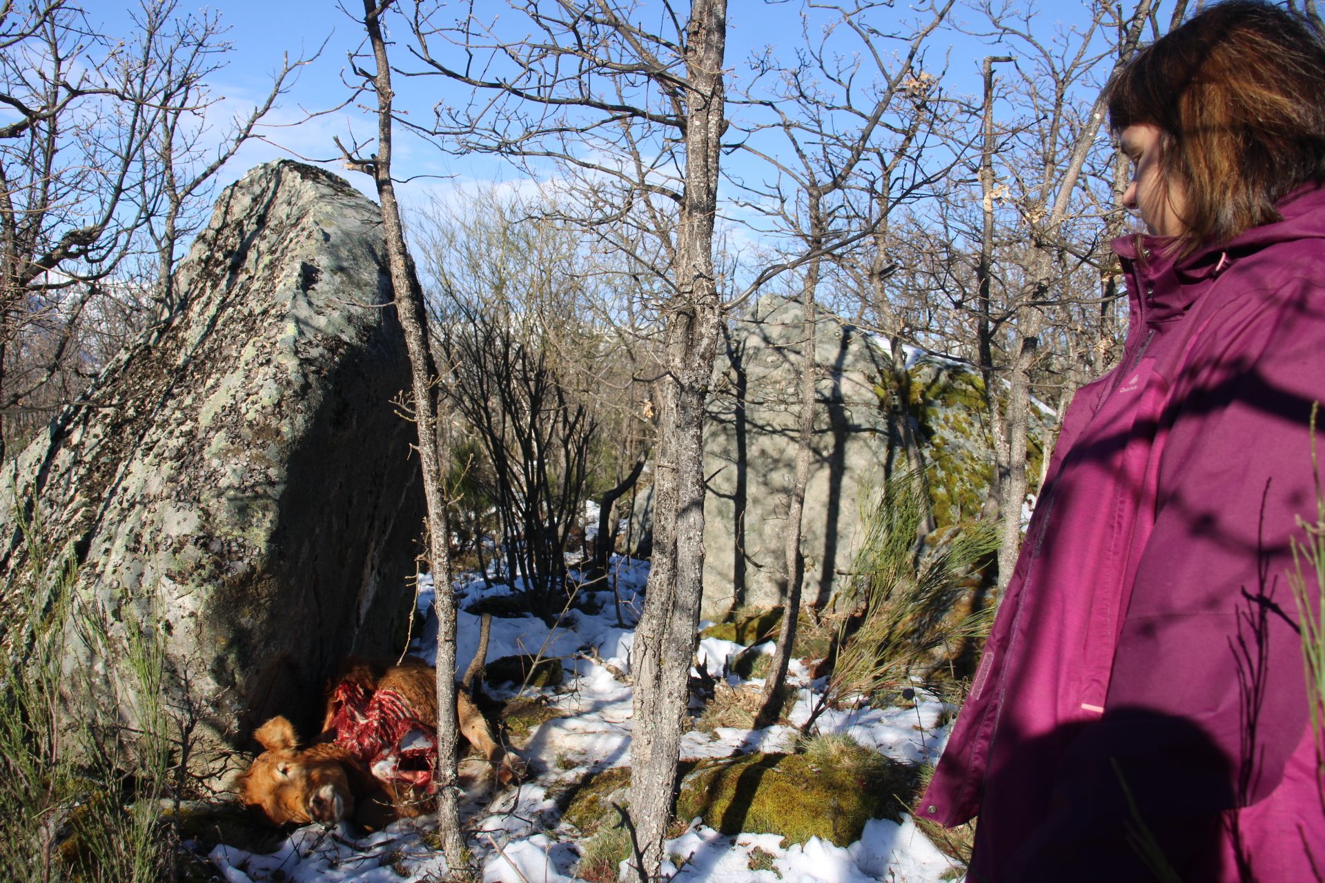 GALERÍA | El lobo cierra una ganadería en el Lago de Sanabria