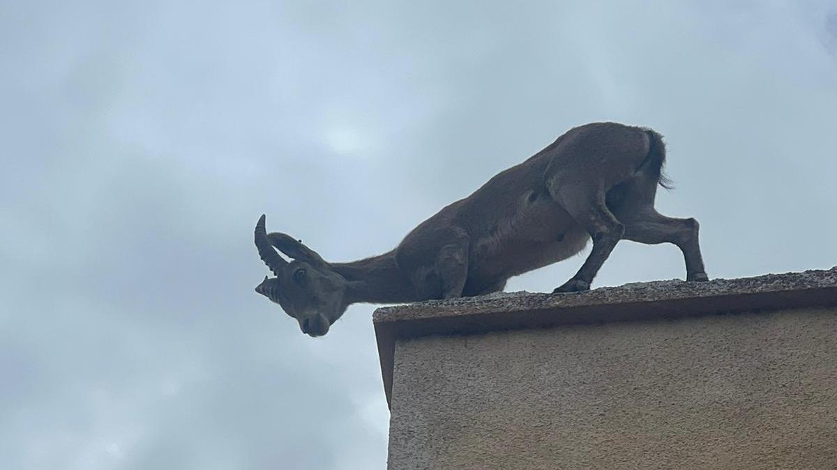 El animal en lo alto de un edificio de Calp.