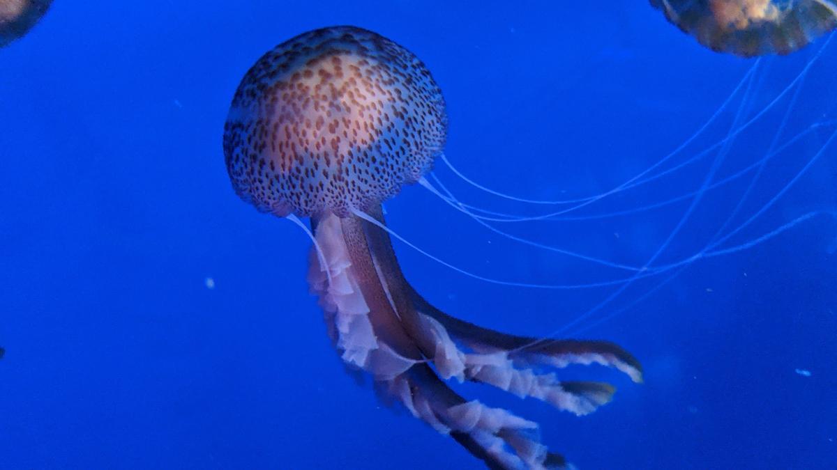 El Oceanogràfic y el CSIC unen fuerzas para estudiar a las medusas