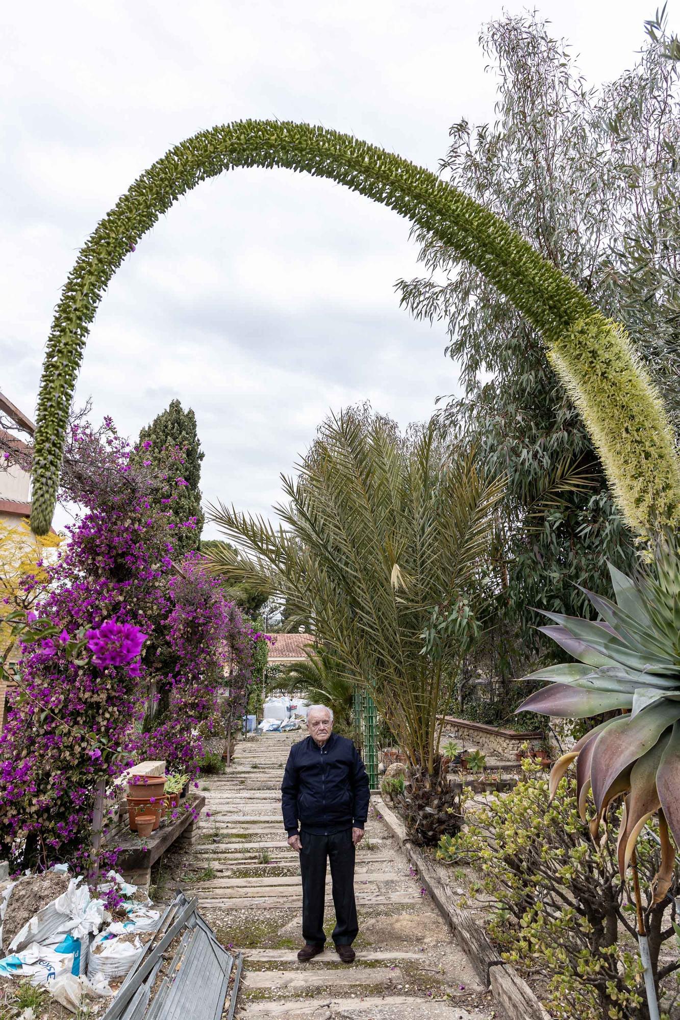 Una espectacular floración de un ejemplar de "agave attenuata" sorprende en El Campello