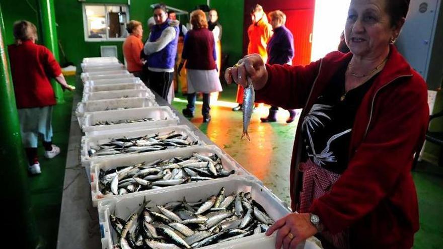 Subasta de sardina en una lonja gallega. iñaki abella