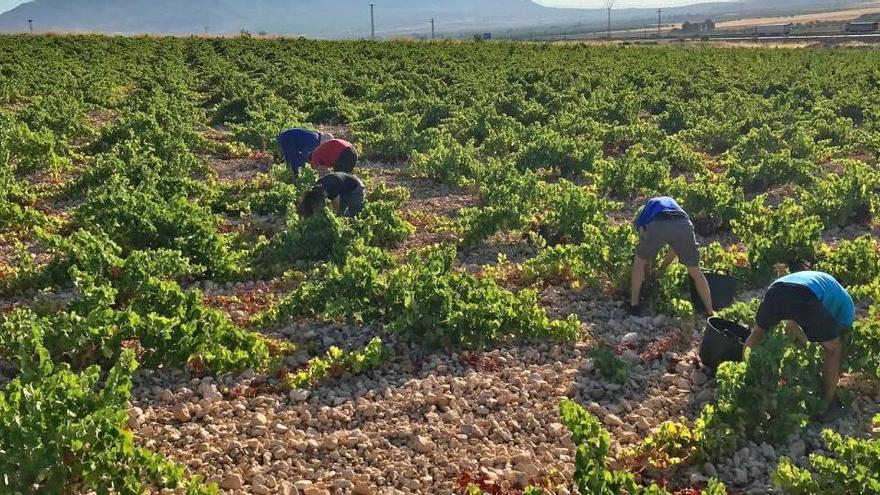 COAG denuncia coacciones a los viticultores para que vendan a menos de la mitad de los costes