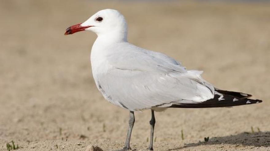 La gaviota roja es una especie considerada como vulnerable a nivel estatal.