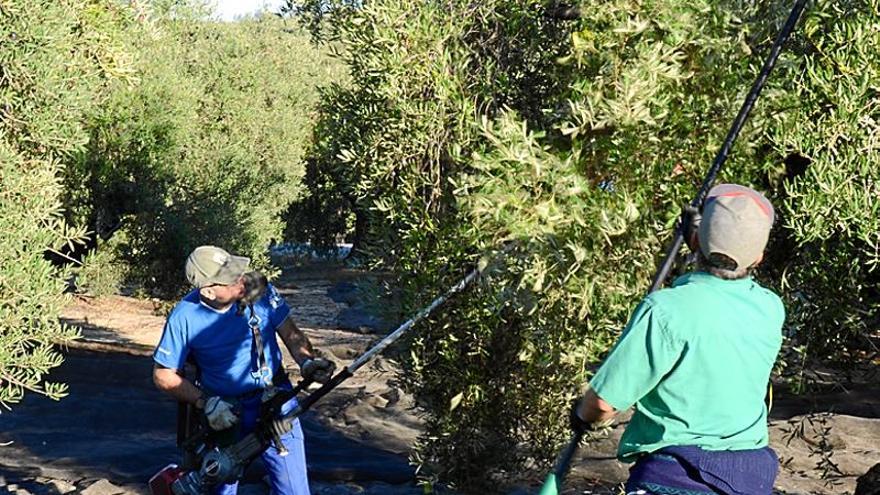 Córdoba logra 227.000 toneladas de aceite en solo cuatro meses