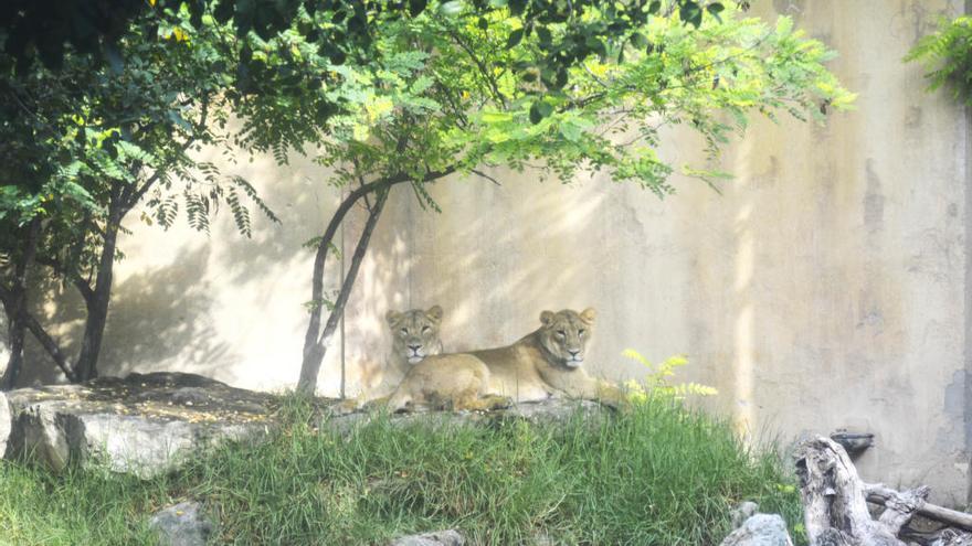 Terra Natura recibe tres leonas asiáticas