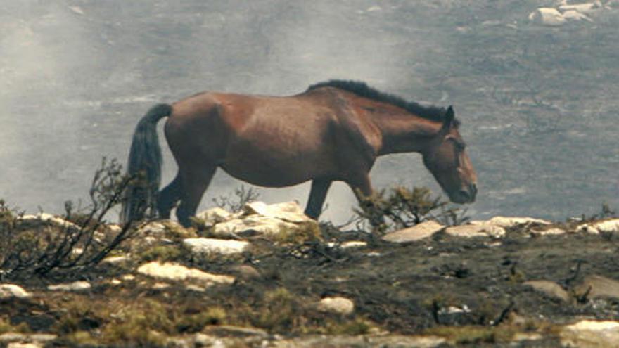 Un caballo deambula entre los montes quemados. / LAVANDEIRA JR