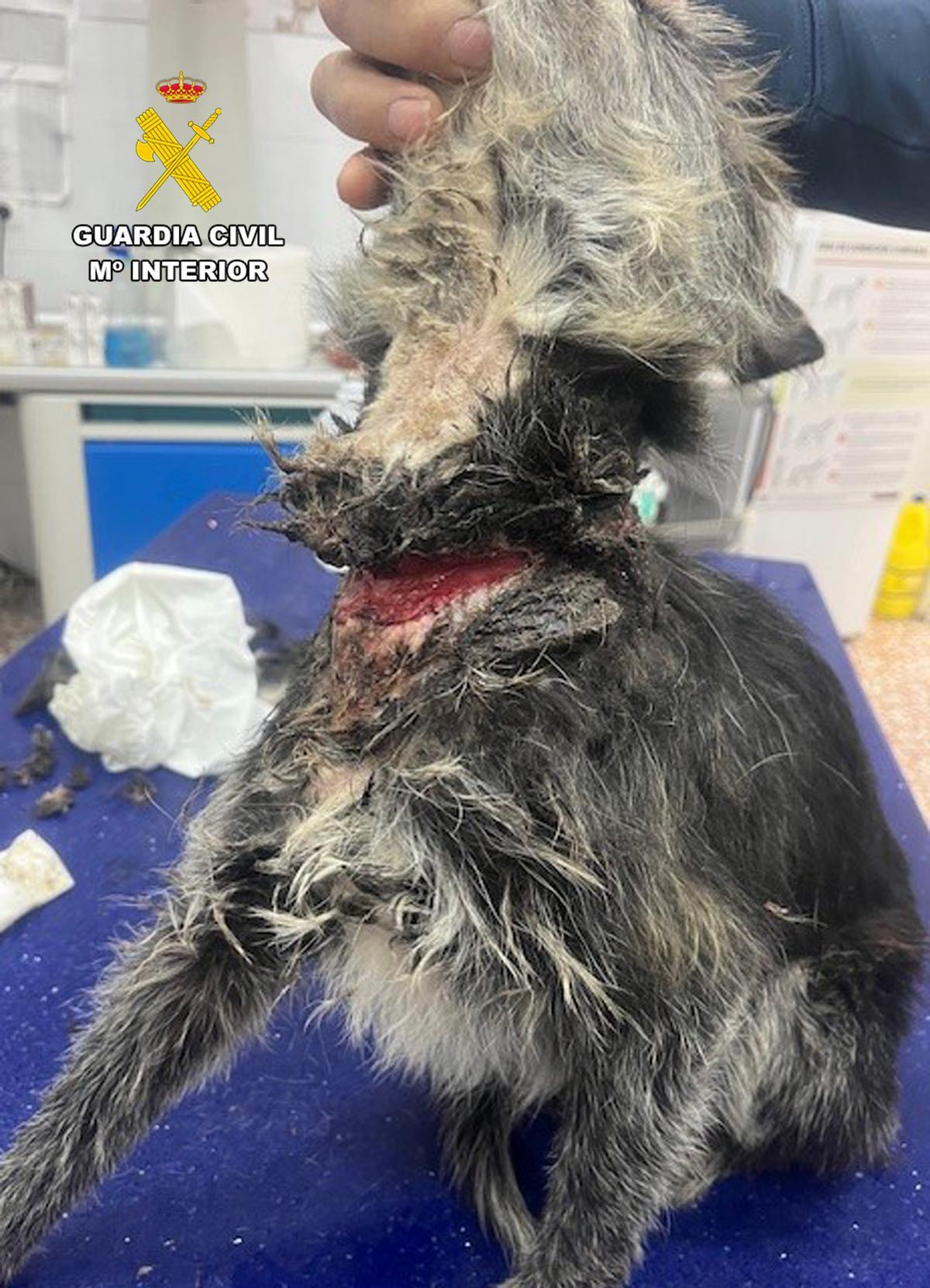 Heridas abiertas en la zona del cuello del perro